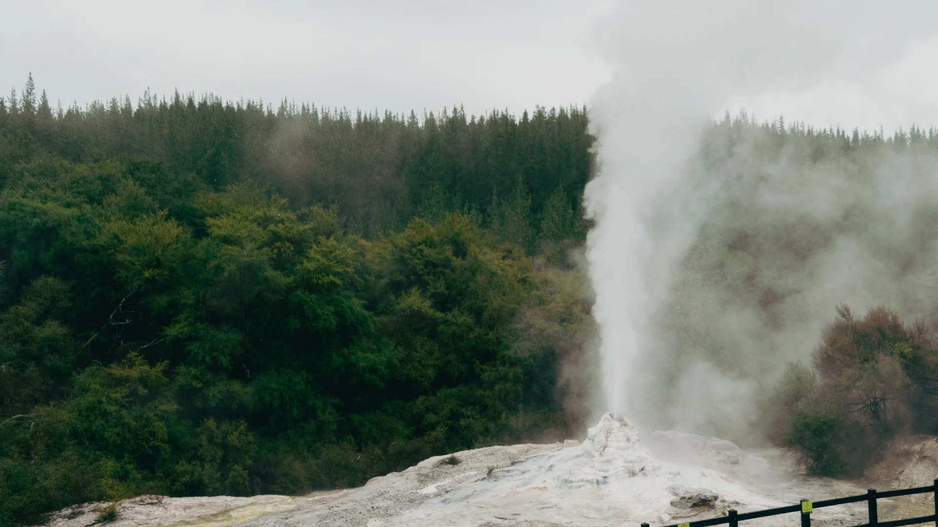 A geyser sending a tall plume of steam and water into the sky above the viewing terrace in Rotorua's geothermal valley